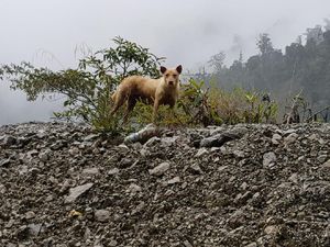 Konflik Bersenjata KKB-TNI Ancam Anjing Bernyanyi Papua yang Langka