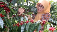 Dua varietas kopi Arabica mitra binaan UP Mrica PT Indonesia Power (anak perusahaan PT PLN) masuk kedalam 10 Besar The Best Indonesian Coffee versi ajang Kontes Kopi Spesialti Indonesia (KKSI) yang diselenggarakan oleh Asosiasi Eksportir Kopi Indonesia (AEKI). Pool/PLN.