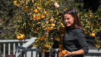 Ini dia senyum Jennifer saat memetik jeruk segar. Mau dibuat jus atau dimakan langsung ya kira-kira. Foto: Instagram jennifer.garner