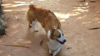 Anjing ini punya bentuk tubuh yang memanjang. (Foto: Brightside)