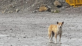 Dari hasil penelitian dengan membandingkan pada anjing bernyanyi yang ada di penangkaran luar negeri, terbukti bahwa ini memang Singing Dog atau nama latinnya Canis hallstromi (dok Istimewa/Maximus)