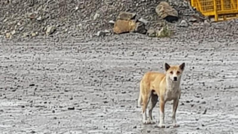 Anjing Dingo di Papua