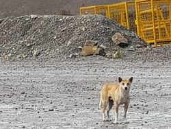 Anjing Bernyanyi yang Bangkit dari Kepunahan di Papua