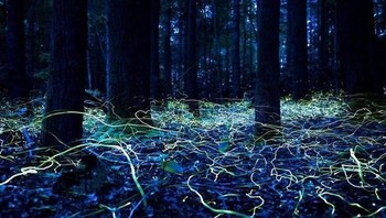 Bukan cahaya lampu kabel, melainkan foto kunang-kunang yang diambil dengan teknik long-exposure. (Foto: Brightside)