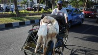 Becak merupakan salah satu moda transportasi tradisional yang masih diminati hingga kini. Di sejumlah daerah di Indonesia bahkan becak masih menjadi pilihan transportasi dalam beraktivitas sehari-hari atau untuk berwisata dan berkeliling kota. Robertus Pudyanto/Getty Images