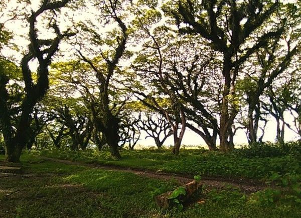 Hutan di Banyuwangi