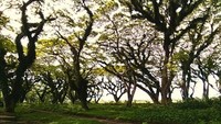 Traveler pecinta serial film Game of Thrones tentu sudah menonton adegan di mana karakter Arya Stark, yang saat itu menyamar menjadi anak laki-laki melewati The Dark Hadges di Irlandia. Di Indonesia, destinasi serupa bisa ditemui di Jawatan Benculuk, Banyuwangi (Aldi Sanjaya Putra/dTraveler)