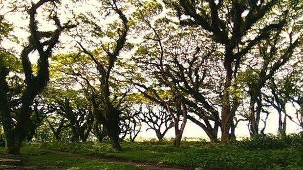Hutan di Banyuwangi