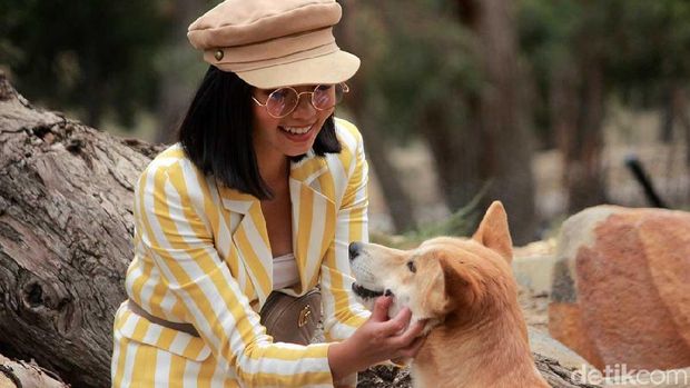 Pengunjung boleh bermain bareng dingo