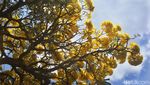 Foto: Bunga Sakura ala Purwokerto, Serasa di Jepang