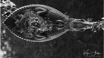 Salah satu jawara fotografi LensCulture Black & White karya Kyle Adler. Foto ini menunjukkan bayi aligator yang sedang berenang. (Foto: Brightside)