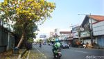 Foto: Bunga Sakura ala Purwokerto, Serasa di Jepang
