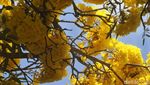 Foto: Bunga Sakura ala Purwokerto, Serasa di Jepang