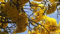 Foto: Bunga Tabebuya (Tabebuia chrysotricha) yang mekar musim ini. Warnanya cantik mirip sakura yang mekar seperti di Jepang (Arbi/detikTravel)