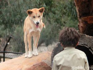 Awas! Main dengan Anjing Dingo Australia Bisa Kena Sanksi