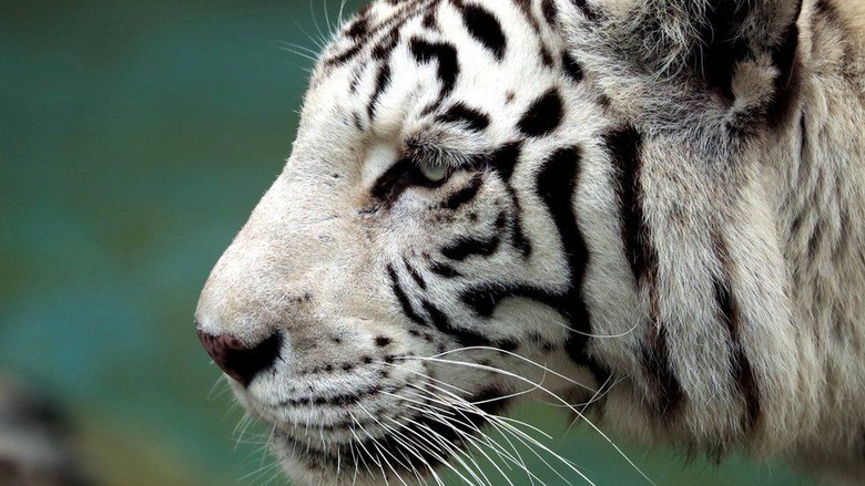Harimau Putih Tak Jadi Dibunuh Usai Terkam Pawang Hingga Tewas Harimau Putih Tak Jadi Dibunuh Usai Terkam Pawang Hingga Tewas