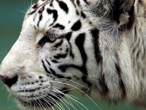 Dua Anak Harimau Putih Mati Diduga Gegara Covid-19