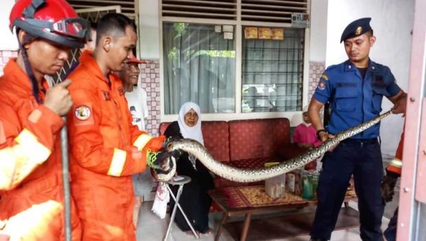 Bikin Kaget! Ular Sanca Nongol di Plafon Rumah Warga Kebayoran Baru