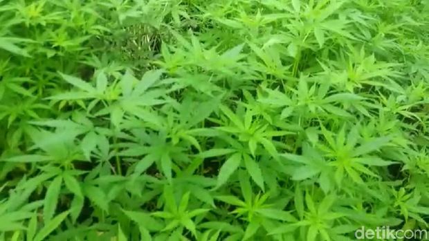 Wouw! Permen Ganja Ini Bisa Pengaruhi Suasana Hati Penikmatnya