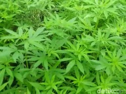 Ini Sebabnya Ganja Bisa Bikin Nge-fly