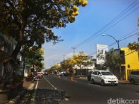 Purwokerto Rasa Musim Semi di Jepang, Bagaimana Ya?
