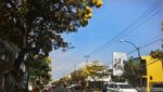 Foto: Bunga Sakura ala Purwokerto, Serasa di Jepang