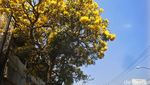 Foto: Bunga Sakura ala Purwokerto, Serasa di Jepang