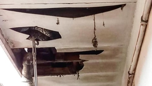 Ular nongol di Plafon rumah warga di Kebayoran Baru.