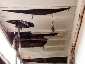 Kenapa Ular Ada di Plafon Rumah? Ini Cara Pencegahan dan Cara Mengusirnya