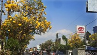 Foto: Pohon peneduh ditanam di sepanjang kanan dan kiri jalan utama di Kota Purwokerto tersebut ditanam sebagai tanaman penghias (Arbi/detikTravel)