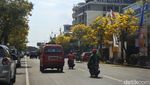 Foto: Bunga Sakura ala Purwokerto, Serasa di Jepang