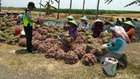 Pembelian bawang merah ini dilakukan langsung ke petani dengan harga Rp 15.000 per kg. 