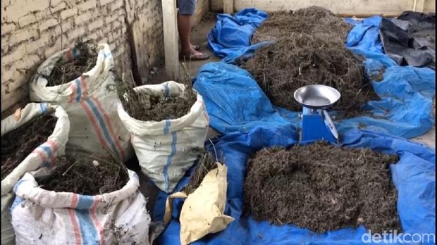 Hari Kedua Operasi, Polisi Babat 3 Hektare Lahan Ganja di Aceh