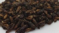 Ini dia serangga yang sangat mengganggu. Terlebih bagi kamu yang punya banyak benda terbuat dari kayu. Tapi, rayap ternyata bisa dimakan. Rayap punya kandungan minyak tinggi dan rasa sedikit pedas. Foto: Istimewa