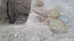 Melihat Wujud Ubur-ubur yang Muncul di Pantai Ancol