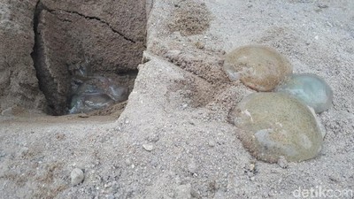 Melihat Wujud Ubur-ubur yang Muncul di Pantai Ancol