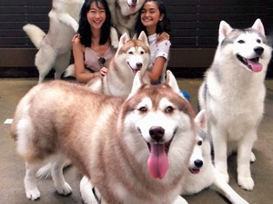 Seru! Di Kafe Ini Bisa Puas Main Bareng Anjing Siberian Husky