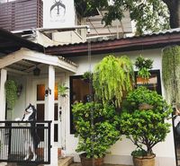 Seru! Di Kafe Ini Bisa Puas Main Bareng Anjing Siberian Husky
