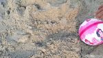 Melihat Wujud Ubur-ubur yang Muncul di Pantai Ancol