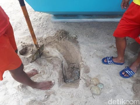 Heboh Ubur Ubur Di Pantai Ancol