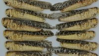 Locusts atau sejenis cengcorang dan belalang ini juga aman dikonsumsi. Serangga ini kaya protein, zinc, dan zat besi.  Rasanya seperti udang dan sedikit pedas. Foto: Istimewa