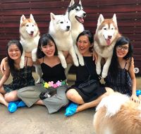 Seru! Di Kafe Ini Bisa Puas Main Bareng Anjing Siberian Husky