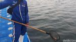 Melihat Wujud Ubur-ubur yang Muncul di Pantai Ancol