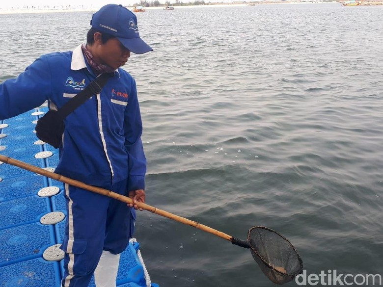 Heboh Ubur Ubur Di Pantai Ancol