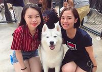 Seru! Di Kafe Ini Bisa Puas Main Bareng Anjing Siberian Husky