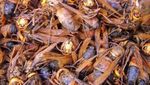 Tawon hingga Capung, Ini 10 Serangga yang Aman Dikonsumsi