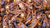 Coba tebak serangga apa ini? Ya, tawon! Larva tawon bisa dimakan dan punya rasa yang khas. Jika tawon memakan blueberry, maka larvanya akan punya rasa buah seperti blueberry. Foto: Istimewa