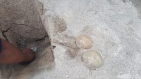 Ubur-ubur muncul di Pantai Ancol, Jakarta Utara. Ubur-ubur yang baru terlihat sepekan ini muncul pada tengah malam dan pagi hari. Pengelola Ancol memastikan keamanan pengunjung