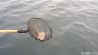 Ini penampakan ubur-ubur yang ditangkap petugas. Sampel ubur-ubur ini sudah dikirim ke LIPI. 