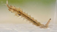 Ciri khas tubuh besar P. ciliata bisa terlihat sejak tahap larva. Di foto ini digambarkan larva P. ciliata sedang memangsa larva nyamuk lain. (Foto: University of Florida) 